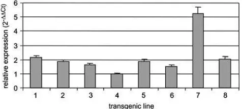 Fig. 1 Relative expression levels of the AtBBM transgene in to-