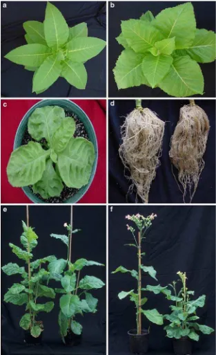 Fig. 2parison of wild-type plants at Xshowing deep interveinal depressions. of wild-type (BBMand severe (, b, cvana SR1 in plant