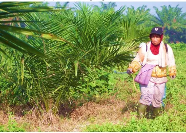 Gambar 4.  Penyemprot pestisida ini menyemprot gulma sekitar pohon kelapa sawit dan mengeringkan kayu atau pelepah kelapa sawit yang jatuh dengan memakai alat pelindung diri yang tidak lengkap