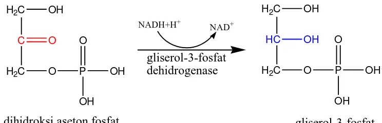 Gambar 1.1 reaksi pembentukan gliserol-3-fosfat 