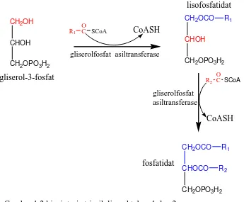Gambar 1.2 biosintesis triasilgliserol tahap 1 dan 2 
