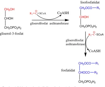 Gambar 1.2 biosintesis triasilgliserol tahap 1 dan 2 