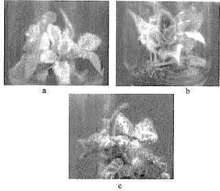 Gambar 2. Penampakan plantlet Siningia speciosa setelah diradiasi dengan sinar gamma 