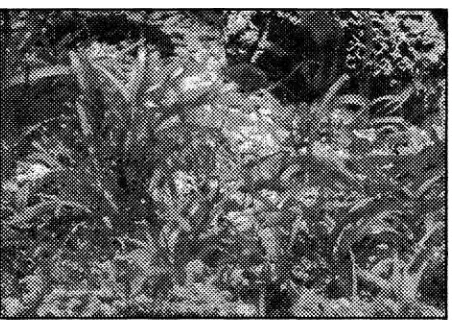 Gambar 2. Zostera marina, Eelgrass mengandung zosteric acid 