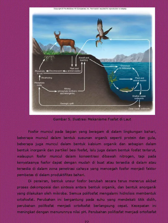 Gambar 5. Ilustrasi Mekanisme Fosfat di Laut 