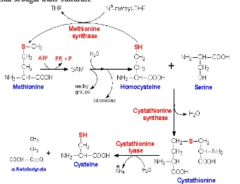Gambar 2.7.10 Biosintesis tirosin dari fenilalanin