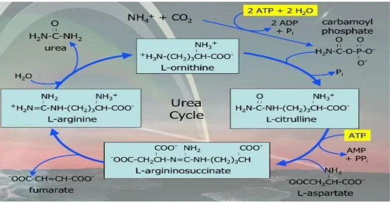 Gambar 2.7.5 Tahapan-tahapan proses yang terjadi di dalam siklus urea