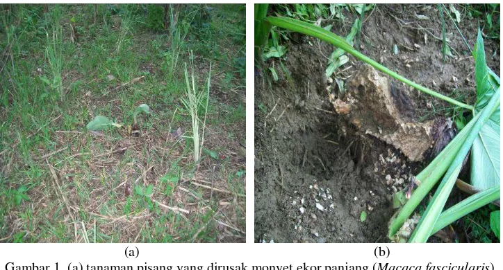 Gambar 1. (a) tanaman pisang yang dirusak monyet ekor panjang (Macaca fascicularis)    dan (b) tanaman talas yang dirusak landak (Hystrix brachyura)  