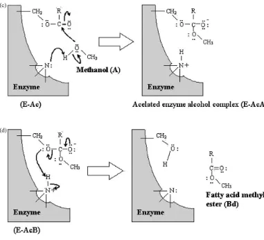 Gambar 2.1 Reaksi Transesterifikasi Enzimatis [26]  