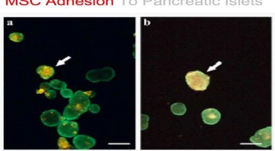 Gambar 2.8 Adhesi MSC pada pulau pankreas (Scuteri dkk., 2014) 