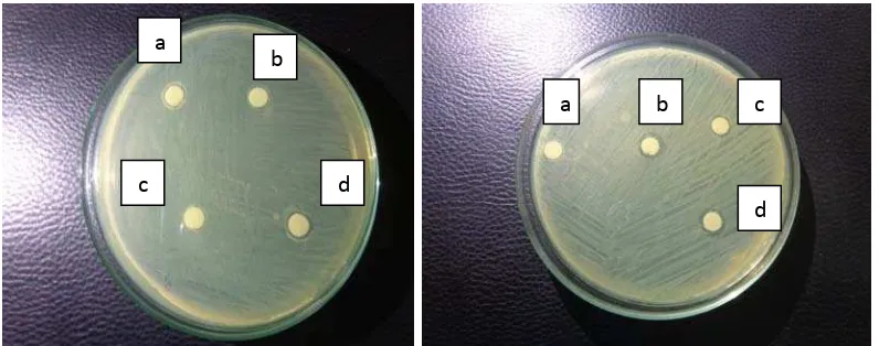 Gambar 8. Indikasi Penghambatan bakteri A.hydrophila (a) Enterococcus faecalis (b) Stapylococcus saprophyticus (c) Micrococcus luteus                    (d) bacillus cereus 