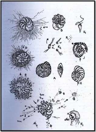 Gambar 2.1 Siklus Reproduksi Foraminifera (A. Cangkang kosong; B. Tahapspesimen microspheric dengan beberapa inti; C