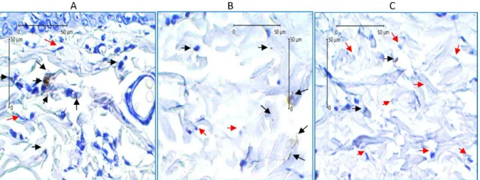 Gambar  1.  Hasil  pemeriksaan  imunohistokimia  jaringan  dermis  tikus.  Sediaan  dilihat  dengan  mikroskop  Olympus  CX41  (Japan)  dan  difoto  dengan  kamera  Optilab-pro  (Miconos,  Indonesia)  dengan perangkat lunak Optilab viewer 1.0 dan Image Ras