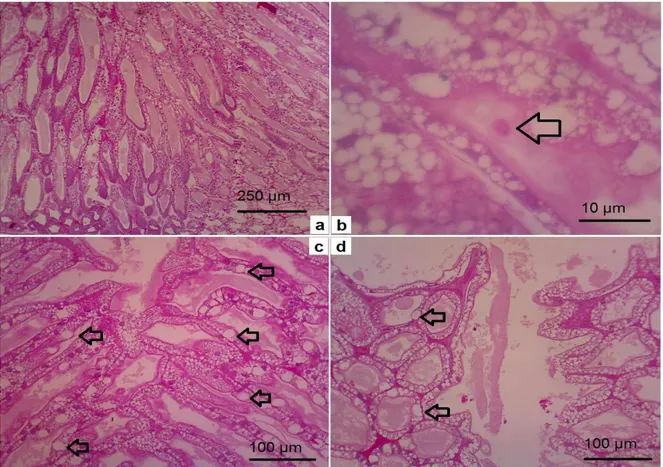 Gambar 3. Histograf penampang melintang hepatopankreas (HP) magnifikasi 40×(a), 100×                    (c, d) dan 1000×(b): a