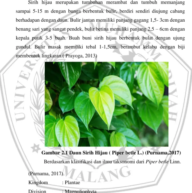 Gambar 2.1 Daun Sirih Hijau ( Piper betle L.) (Purnama,2017)  Berdasarkan klasifikasi dan ilmu taksonomi dari Piper betle Linn