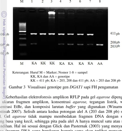 Gambar 3  Visualisasi genotipe gen DGAT1 sapi FH pengamatan 