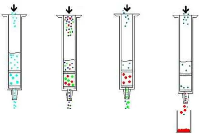 Gambar 2.  Empat langkah dalam penggunaan ekstraksi fase padat (Anonim c, 2005). 