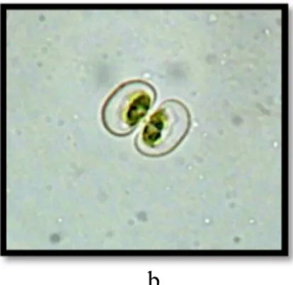 Gambar 4.1 Mikroalga dari kelas Chlorophyceae, a. 