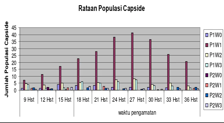 Gambar 3. Grafik populasi hama Capside yang terperangkap 