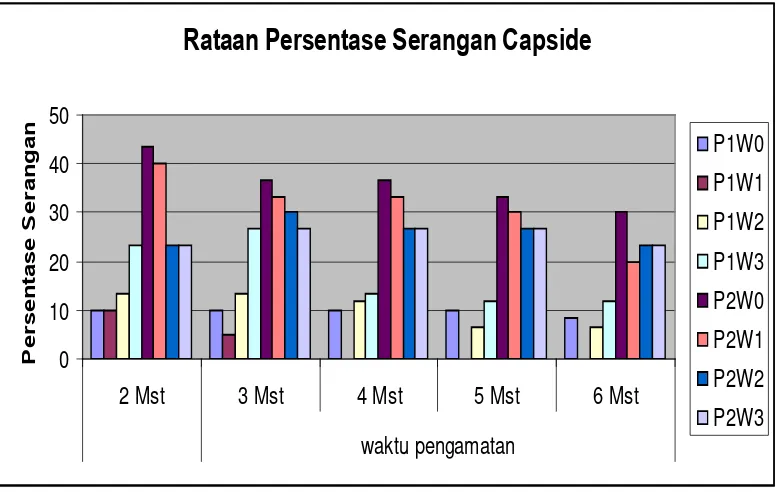 Gambar 4. Histogram Persentase Serangan Capside (%) 