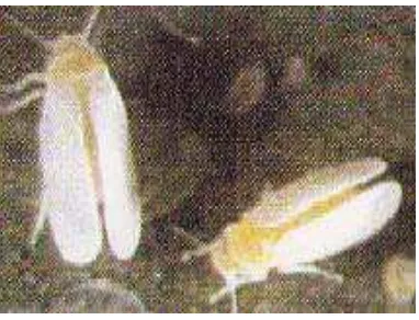 Gambar 1. Imago B. tabaci  