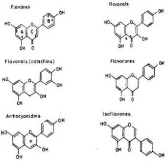 Gambar 5. Klasifikasi flavonoid (Mahmood  et al., 2010). 