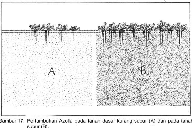 Gambar 18.  Azolla dapat tumbuh pada tanah lembab (B), perairan yang dalam (C) dan  mati pada tanah kering (A)