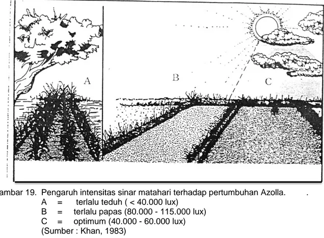 Gambar 19.  Pengaruh intensitas sinar matahari terhadap pertumbuhan Azolla.  .  A   =   terlalu teduh ( &lt; 40.000 lux) 