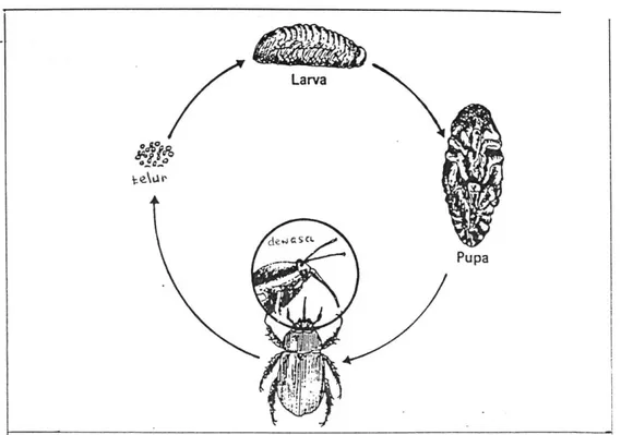 Gambar 22.  Daur hidup kumbang air (Bagous sp.)   (Sumber : Chu, 1979) 