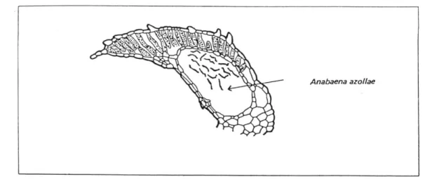 Gambar 12.  Irisan memanjang daun Azolla berisi 50.000 - 80.000 A. azollae   (Sumber : Smith, 1955) 