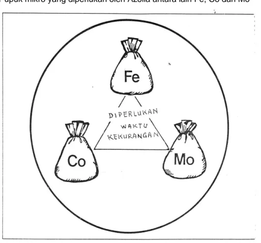 Gambar 16.  Pupuk mikro (Fe, Co, Mo) untuk Azolla 