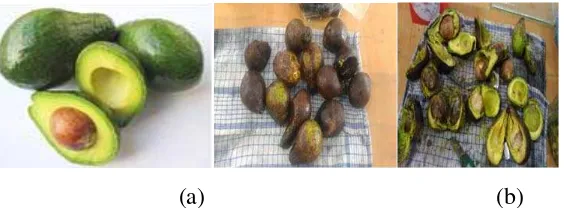Gambar 2.1 Foto buah alpukat (a).buah yang segar (b).buah yang rusak 