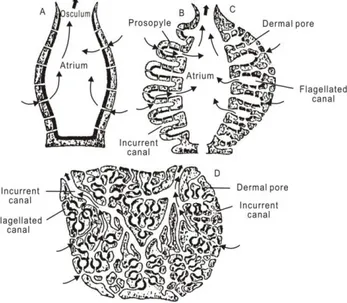 Gambar 1.10.  Struktur tubuh Porifera, berpori, berkanal (saluran air)  dengan beragam tipe yaitu: 