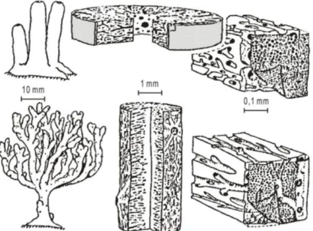 Gambar 1.11.  Struktur anatomi Haliclona permollis dengan bentuk tubular  (atas);  dan  struktur  anatomi  Microciona  prolifera  dengan  bentuk banyak percabangan  ke atas seperti pohon (bawah)