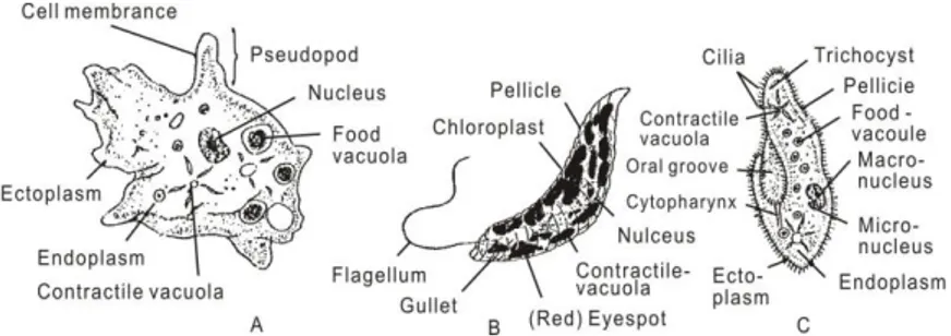 Gambar 1.1.  A.  Amoeba  yang  bergerak  dengan  menggunakan  penjuluran  plasma sel (endo dan ektoplasma) sebagai “pseudopod”