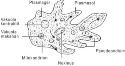 Gambar 1.4. Amoeba proteus dengan struktur bagiannya. 