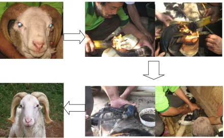 Gambar 4. Proses Perbaikan Tanduk  