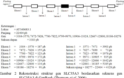 Gambar 2 Rekonstruksi struktur gen SLC35A3 berdasarkan sekuens gen  