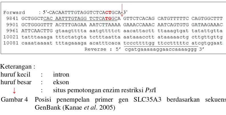 Gambar 4 Posisi penempelan primer gen SLC35A3 berdasarkan sekuens  