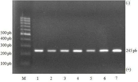 Gambar 5 Hasil amplifikasi gen FXI pada gel agarose 1.5%, menghasilkan pita  DNA berukuran 245 pb
