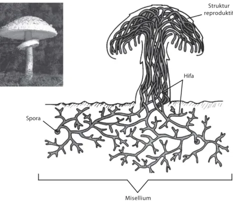 Gambar 4.4 Hifa dan miselium yang terdapat pada jamur.
