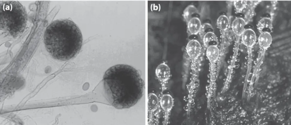 Gambar 4.7 Contoh spesies dari divisio Zygomycota, yaitu (a)  Rhizopus stolonifer dan (b)  Pilobolus.