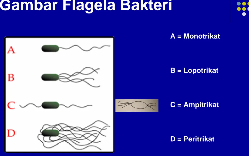 Gambar Flagela Bakteri