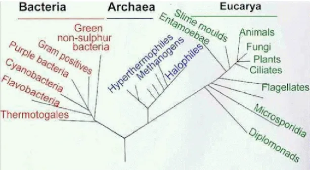 Gambar 1-1  Gambaran umum tiga garis pohon filogenetik evolusi makhluk hidup  berdasarkan urutan untai tunggal RNA ribosomal (ssRNA)