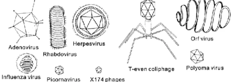 Gambar 1.3. Gambar skematis virus 