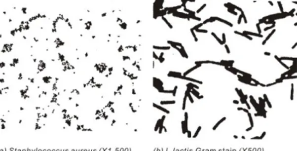 Gambar 1.4 Morfologi Sel-sel Bakteri 