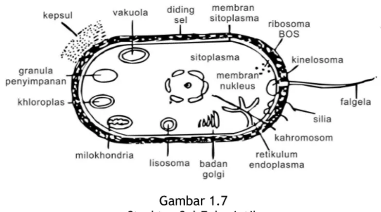 Gambar 1.7  Struktur Sel Eukariotik 