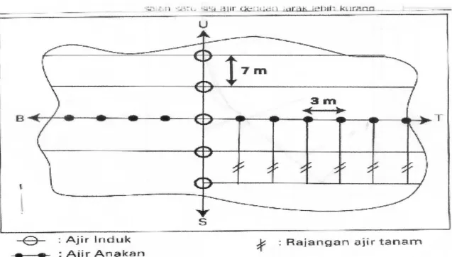 Gambar 2.Cara Pengajiran pada Lahan Datar