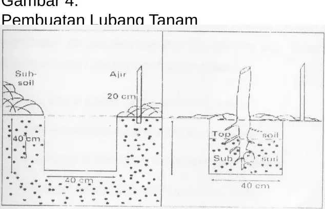 Gambar 4.Pembuatan Lubang Tanam