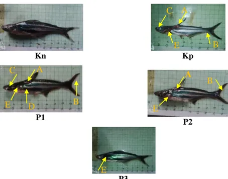 Gambar 1. Gejala Klinis Ikan Jambal Siam (Pangasius hypophthalmus) hari ke 14 pasca infeksi 